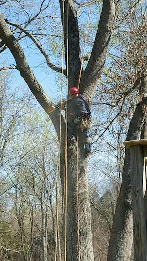 heisinger tree service in clarksville tennessee